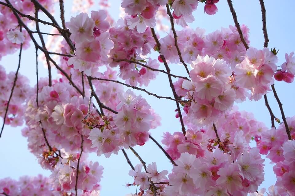 Tout-savoir-sur-le-cerisier-a-fleurs